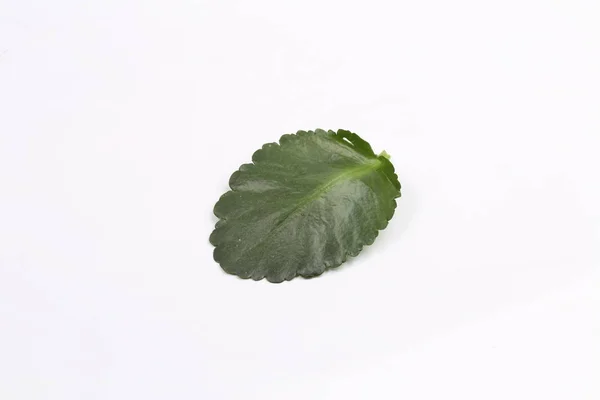 Hoja Verde Sobre Fondo Blanco — Foto de Stock