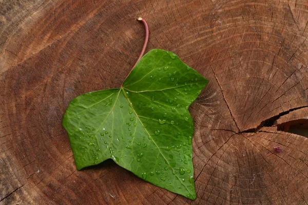 Hoja Verde Sobre Fondo Madera — Foto de Stock