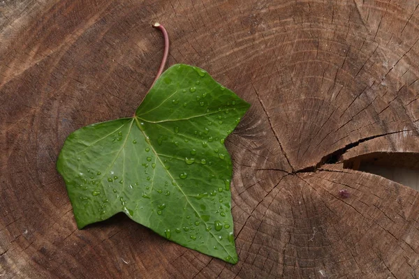 Зеленый Лист Деревянном Фоне — стоковое фото