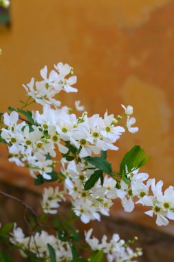 Turuncu eski duvar bir arka plan üzerinde Yasemin çalı