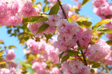 Luisean üç bıçaklı (Latince. Louiseania triloba), veya üç bıçaklı badem (Latince). Amygdalus triloba)