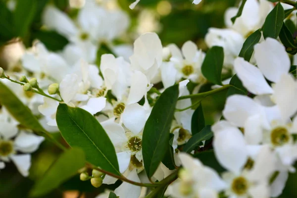 Jasmine Bush Background Orange Old Wall — Stock Photo, Image