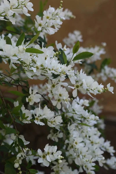 Jasmine Bush Background Orange Old Wall — Stock Photo, Image