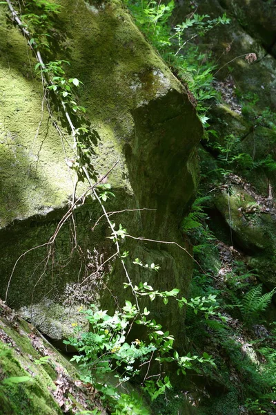Naturalny Wąwóz Mech Kamieniach Grotach — Zdjęcie stockowe