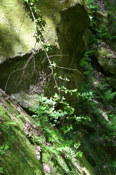 Gorge Naturelle Mousse Sur Les Pierres Les Grottes — Photo
