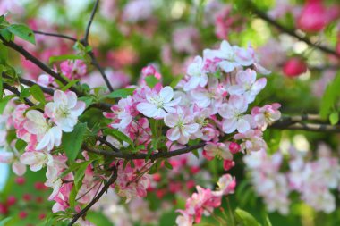 Çocukların elleri çiçek açan cennet elmasının dallarını tutuyor