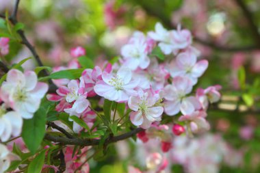 Çocukların elleri çiçek açan cennet elmasının dallarını tutuyor