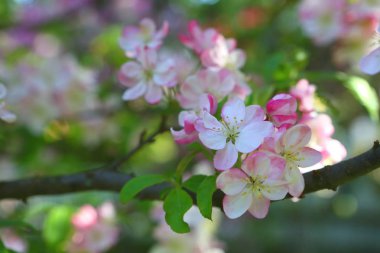 Çocukların elleri çiçek açan cennet elmasının dallarını tutuyor
