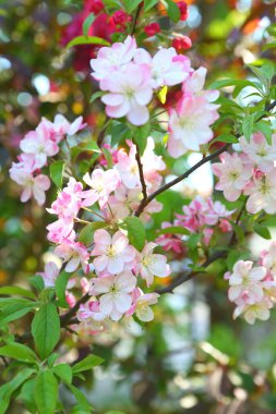 Çocukların elleri çiçek açan cennet elmasının dallarını tutuyor
