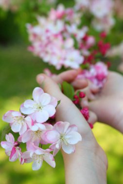 Çocukların elleri çiçek açan cennet elmasının dallarını tutuyor