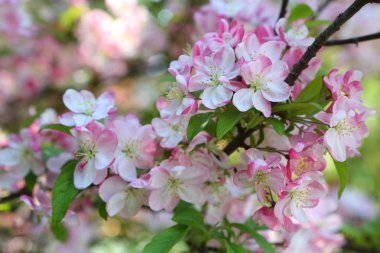 Cennet elma çiçekli dalları