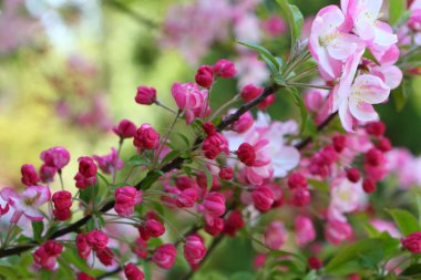 Cennet elma çiçekli dalları