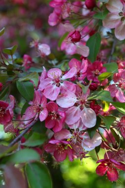 Cennet elma çiçekli dalları