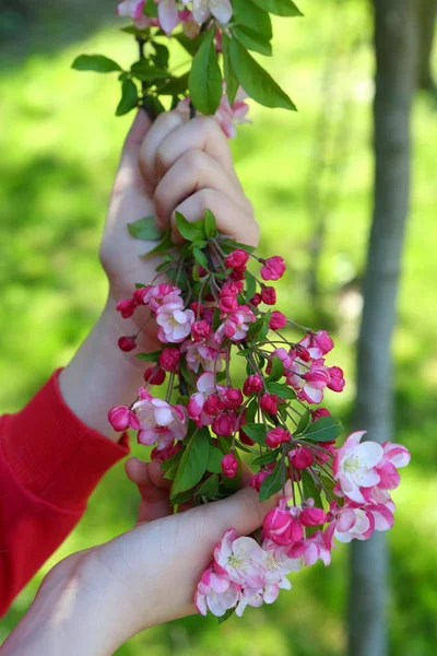 Children Hands Hold Branches Blossoming Paradise Apple — Stock Photo, Image