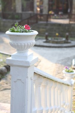 Güneşli bir yaz gününde parkta ahududu petunya (Latin Petunia) ile güzel beyaz pot