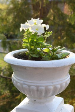 Güneşli bir yaz gününde parkta ahududu petunya (Latin Petunia) ile güzel beyaz pot