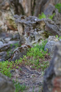 Yapay şelale ile bir gölet dekoratif tasarım.