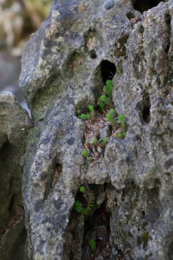 Taş ve bitkiler ile dekoratif dekorasyon. Peyzaj.