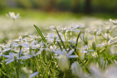 Voronov lapa kuşunun beyaz çiçekleri (Ornithogalum)