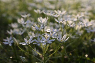 Voronov lapa kuşunun beyaz çiçekleri (Ornithogalum)