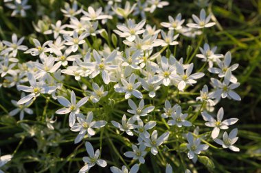 Voronov lapa kuşunun beyaz çiçekleri (Ornithogalum)