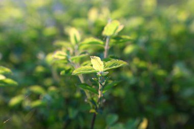 Yeşil bir çalıdan yetişen bir çit.