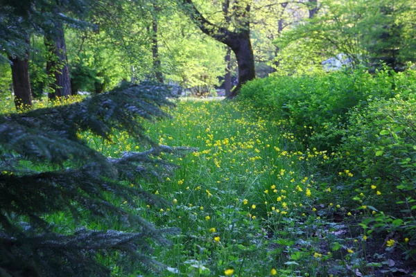 Tavaszi Buttercup Vagy Chistyak Ranunculus Ficaria — Stock Fotó
