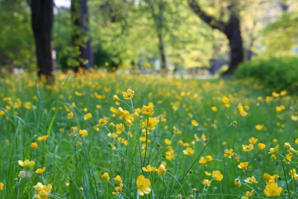 Tavaszi Buttercup Vagy Chistyak Ranunculus Ficaria — Stock Fotó