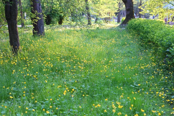 Buttercup Primavera Chistyak Ranunculus Ficaria — Fotografia de Stock