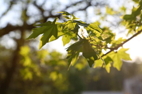Green Leaves Maple Twigs Maple Sun — Stock Photo, Image