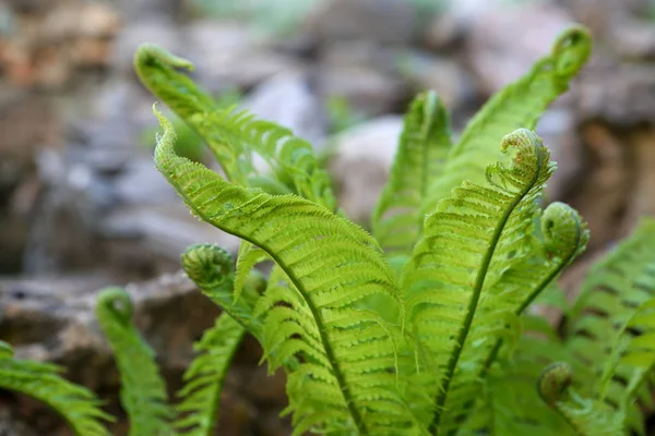 装飾石の近くにシダの茂み — ストック写真