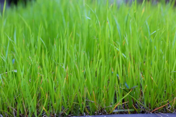 Erba Verde Primaverile Nel Parco Prato — Foto Stock