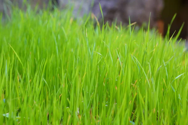 Erba Verde Primaverile Nel Parco Prato — Foto Stock