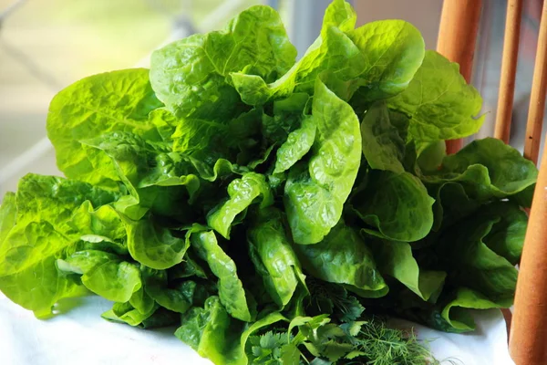 Green salad. Green Salad Leaves