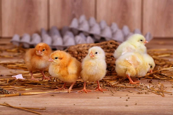 live chickens on straw. fluffy little chickens