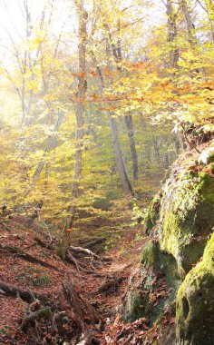 Güneşin ışığında dağlarda Sonbahar Ormanı