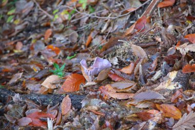 sonbahar yaprakları arasında orman mantarı