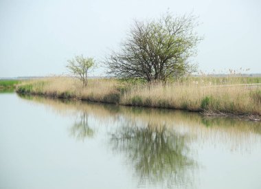 Sudaki yansıma. Gökyüzü ve ağaç suya yansır.