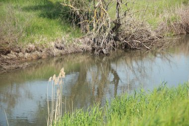 kuru odun suya yansır