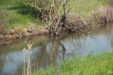 kuru odun suya yansır