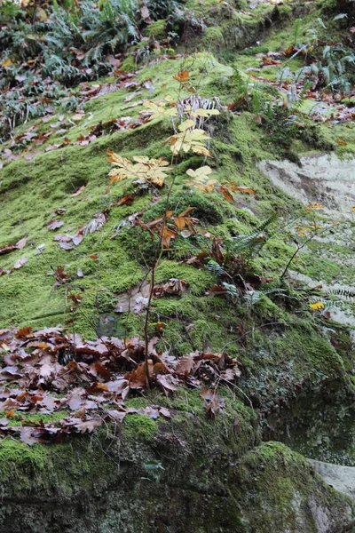 Górskie Pokryte Mchem Jesiennych Liści — Zdjęcie stockowe