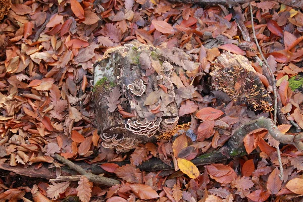 腐烂树桩上的木蘑菇 — 图库照片