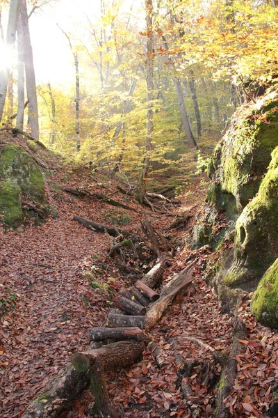 太陽に照らされた山の秋の森 — ストック写真