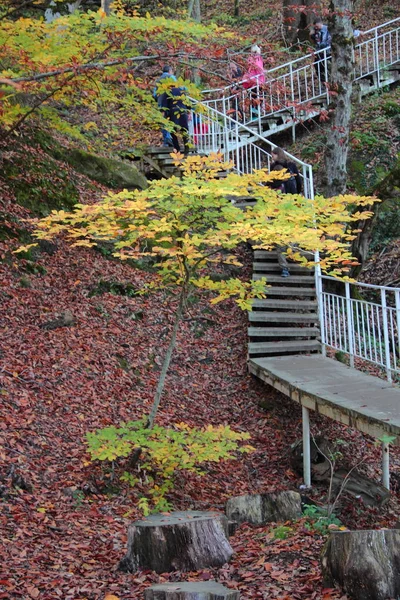 Caminho Para Montanhas Árvore Outono — Fotografia de Stock