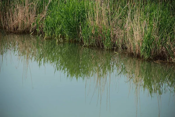 Riet Gras Oever Van Rivier Worden Weerspiegeld Het Water — Stockfoto