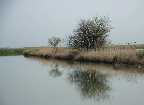水の反射 空と木が水に映る — ストック写真