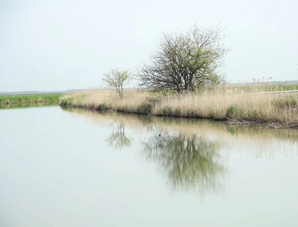 水の反射 空と木が水に映る — ストック写真