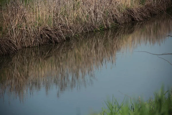 Roseaux Secs Bord Rivière Reflètent Dans Eau — Photo