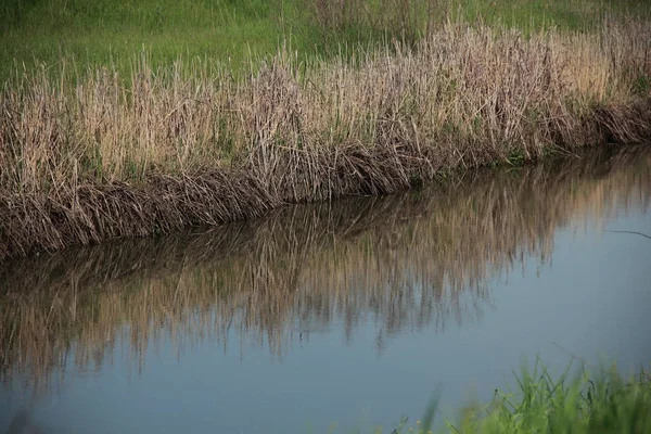 Roseaux Secs Bord Rivière Reflètent Dans Eau — Photo