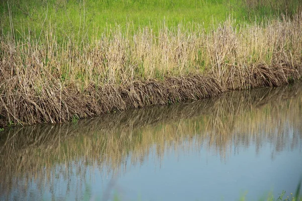 Roseaux Secs Bord Rivière Reflètent Dans Eau — Photo